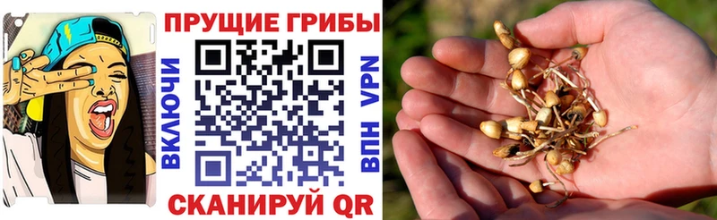 нарко площадка наркотические препараты  Березники  Псилоцибиновые грибы Cubensis 